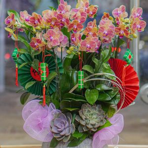 Chậu Hoa Lan Hồ Điệp Mini Đỏ 8 Cành (T02-N10/08)