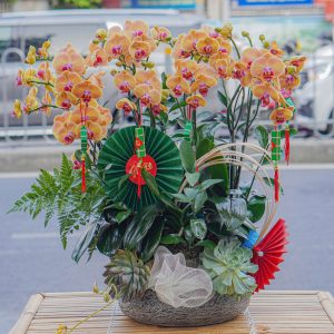 Chậu Hoa Lan Hồ Điệp Mini Cam 6 Cành (T02-N10/06)