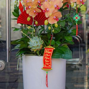 Chậu Hoa Lan Hồ Điệp Cam Sọc 5 Cành (T02-N2/10)