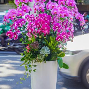 Chậu Hoa Lan Hồ Điệp Mix 15 Cành (T05-N09/04)