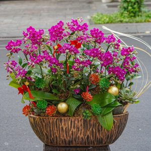 Chậu Hoa Lan Hồ Điệp Mini Tím 18 Cành (T05-N09/04)