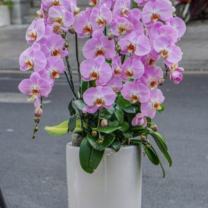 Chậu Hoa Lan Hồ Điệp Hồng Trắng Lưỡi Cam 5 Cành (T04-N29/04)