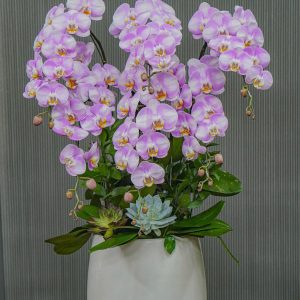 Chậu Hoa Lan Hồ Điệp Hồng Trắng 16 Cành (T07-N11/04)