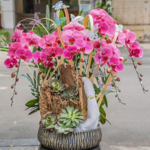 Chậu Hoa Lan Hồ Điệp Hồng Mận 6 Cành (T06-N10/04)