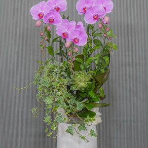 Chậu Hoa Lan Hồ Điệp Hồng 3 Cành (T06-N10/04)