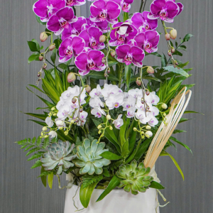 Chậu Hoa Lan Hồ Điệp Mix 11 Cành (T05-N09/04)