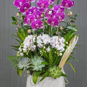 Chậu Hoa Lan Hồ Điệp Tím 10 Cành (T05-N16/04)