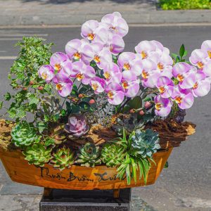 Chậu Hoa Lan Hồ Điệp Hồng Trắng 3 Cành (T05-N09/04)