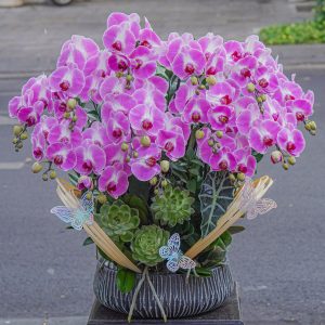 Chậu Hoa Lan Hồ Điệp Tím Lưỡi Đỏ 13 Cành (T05-N25/04)