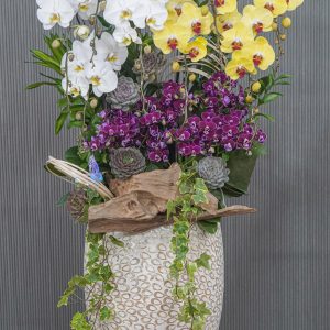 Chậu Hoa Lan Hồ Điệp Mix 14 Cành (T05-N09/04)