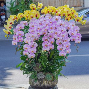 Chậu Hoa Lan Hồ Điệp Mix 16 Cành (T05-N09/04)
