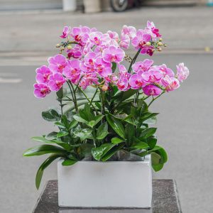 Chậu Hoa Lan Hồ Điệp Mini Tím Mix 6 Cành (T07-N09/05)