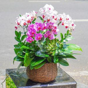 Chậu Hoa Lan Hồ Điệp Mini Mix 5 Cành (T07-N16/05)