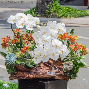 Chậu Hoa Lan Hồ Điệp Trắng Mix Cam Lũa Gỗ (T07-N09/05)