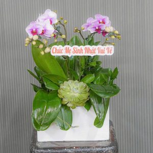 Chậu Hoa Lan Hồ Điệp Mini Tím 2 Cành (T07-N16/05)