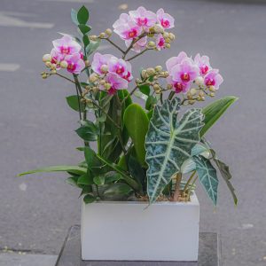 Chậu Hoa Lan Hồ Điệp Mini Tím 4 Cành (T07-N16/05)