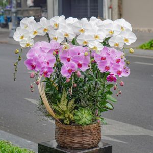Chậu Hoa Lan Hồ Điệp Mix 7 Cành (T07-N16/05)
