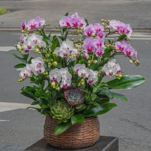 Chậu Hoa Lan Hồ Điệp Mini Tím Mix Trắng Lưỡi Tím 12 Cành (T03-N26/05)
