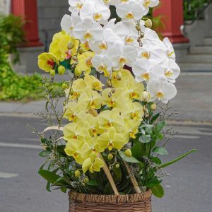 Chậu Hoa Lan Hồ Điệp Mix 8 Cành (T03-N26/05)