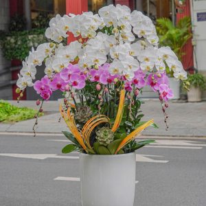 Chậu Hoa Lan Hồ Điệp Mix 15 Cành (T03-N26/05)