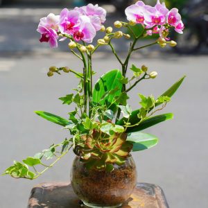 Chậu Hoa Lan Hồ Điệp Mini Tím 2 Cành (T03-N26/05)
