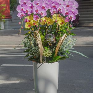 Chậu Hoa Lan Hồ Điệp Mix 7 Cành (T03-N26/05)