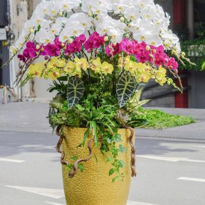 Chậu Hoa Lan Hồ Điệp Mix 27 Cành Lũa Gỗ (T07-N09/05)