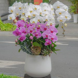Chậu Hoa Lan Hồ Điệp Mix 8 Cành (T02-N01/06)