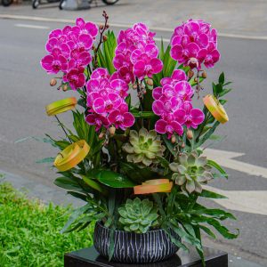 Chậu Hoa Lan Hồ Điệp Tím 9 Cành (T02-N01/06)