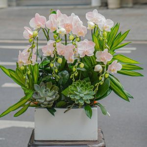 Chậu Hoa Lan Hồ Điệp Mini Phun Pastel 8 Cành (T02-N01/06)