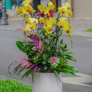 Chậu Hoa Lan Hồ Điệp Vàng Lưỡi Tím 6 Cành (T02-N01/06)