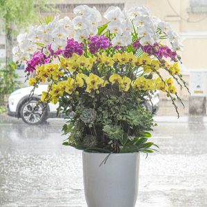Chậu Hoa Lan Hồ Điệp Mix 35 Cành (T03-N02/06)