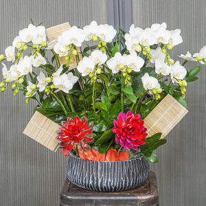 Chậu Hoa Lan Hồ Điệp Mini Trắng 14 Cành (T03-N02/06)