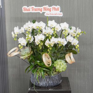 Chậu Hoa Lan Hồ Điệp Mini Trắng 12 Cành (T03-N02/06)