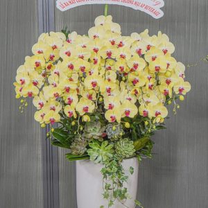 Chậu Hoa Lan Hồ Điệp Vàng Lưỡi Tím 14 Cành (T03-N02/06)