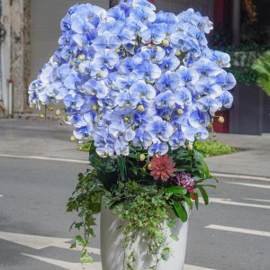 Chậu Hoa Lan Hồ Điệp Xanh Phun 15 Cành (T04-N03/06)