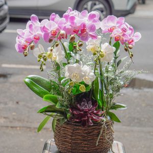 Chậu Hoa Lan Hồ Điệp Mini Mix 7 Cành (T04-/06)
