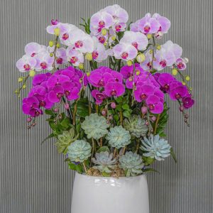Chậu Hoa Lan Hồ Điệp Mix 12 Cành (T05-N04/06)