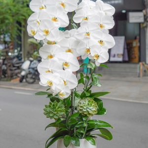 Chậu Hoa Lan Hồ Điệp Trắng 3 Cành (T05-N04/06)
