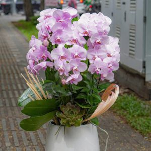 Chậu Hoa Lan Hồ Điệp Tím 5 Cành (T04-N10/06)