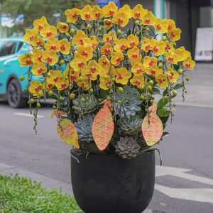 Chậu Hoa Lan Hồ Điệp Vàng Lưỡi Đỏ 20 Cành (T03-N23/06)