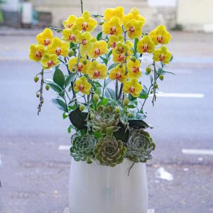 Chậu Hoa Lan Hồ Điệp Vàng Lưỡi Đỏ 6 Cành (T04-N24/06)