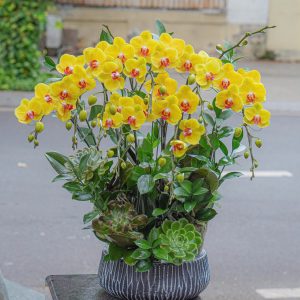 Chậu Hoa Lan Hồ Điệp Vàng 8 Cành (T03-N23/06)