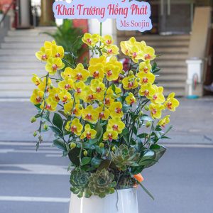 Chậu Hoa Lan Hồ Điệp Vàng Lưỡi Đỏ 10 Cành (T06-N26/06)