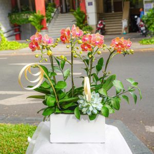 Chậu Hoa Lan Hồ Điệp Mini Cam 4 Cành (T06-N10/07)