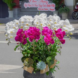 Chậu Hoa Lan Hồ Điệp Trắng Mix Tím 9 Cành (T06-N17/07)