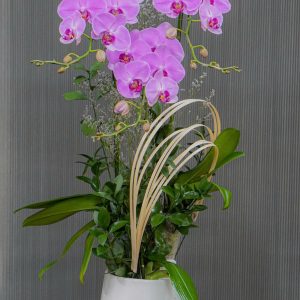 Chậu Hoa Lan Hồ Điệp Tím 3 Cành (T06-N17/07)