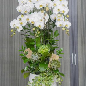 Chậu Hoa Lan Hồ Điệp Trắng 6 Cành (T06-N17/07)