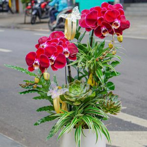 Chậu Hoa Lan Hồ Điệp Tím Đỏ Ngọc Trai 2 Cành (T06-N17/07)