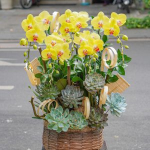 Chậu Hoa Lan Hồ Điệp Vàng Lưỡi Tím 5 Cành (T06-N17/07)